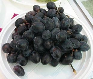 Vitis vinifera 'Atica' - vinič hroznorodý (KOHAPLANT)