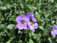 Tařička zahradní (Aubrieta x hybrida)