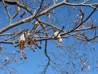 Tilia platyphyllos (Lípa velkolistá)