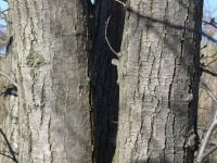 Tilia platyphyllos (Lípa velkolistá)