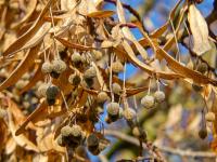 Tilia platyphyllos (Lípa velkolistá)
