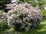 Kolkwitzia amabilis - kolkvície krásná Kolkwitzia amabilis - kolkvície krásná