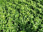 Půdopokryvné rostliny: Pachysandra terminalis - tlustonitník klasnatý Půdopokryvné rostliny: Pachysandra terminalis - tlustonitník klasnatý