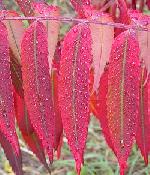 Škumpa ocetná - Rhus typhina Škumpa ocetná - Rhus typhina