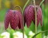 Fritillaria meleagris - řebčík kostkovaný