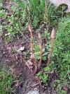 Equisetum arvense - přeslička rolní