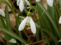 Galanthus nivalis Galanthus nivalis