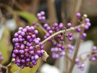 Callicarpa - plody