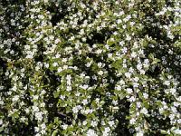 Cotoneaster dammerii