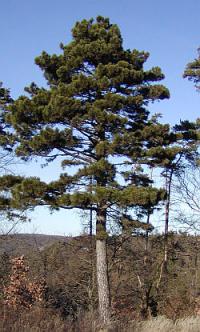 Pinus nigra - borovice černá