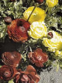 Ranunculus asiaticus - pryskyřník