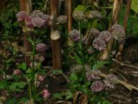 Astrantia major - jarmanka větší