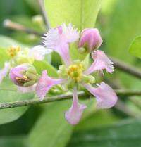 Malpighia glabra - Acerola (barbadoská třešeň) Malpighia glabra - Acerola (barbadoská třešeň)