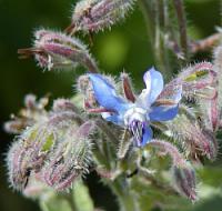 Borago officinalis - brutnák lékařský Borago officinalis - brutnák lékařský