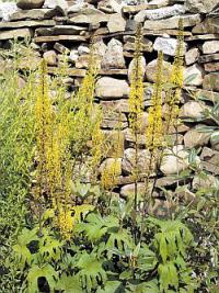 Ligularia - popelivka