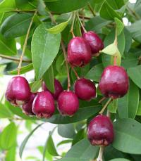 Eugenia myrtifolia - martej myrtolistá