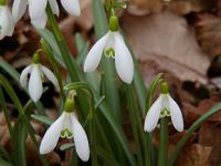 Galanthus nivalis - sněženka podsněžník Galanthus nivalis - sněženka podsněžník