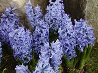 Hyacinthus orientalis - hyacint východní Hyacinthus orientalis - hyacint východní