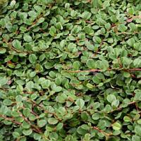 Cotoneaster buxifolius 'Nana' - skalník zakrslý