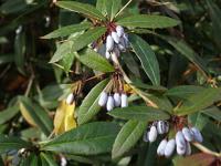 Berberis julianae - živé ploty s plody