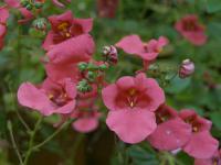Diascia barberae - diascie, ostruhatka