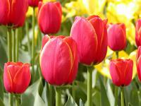 Tulipa - tulipán