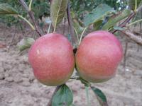 Malus domestica 'Idared' - jabloň