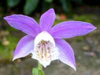 Pleione formosana - plejonka