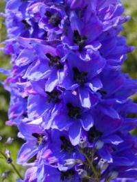 Rostliny s modrými květy - stračka (Delphinium)