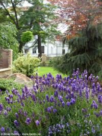 Lavandula angustifolia 'Hidcote' - levandule lékařská
