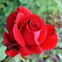 Rosa 'Papa Meiland' - růže Rosa 'Papa Meiland' - růže
