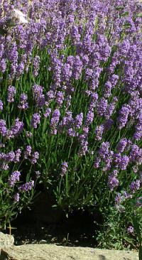 Lavandula angustifolia - levandule lékařská