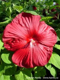 Hibiscus moscheutos 'Luna Red®' - ibišek bahenní