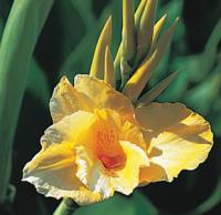 Canna 'King Midas' - dosna