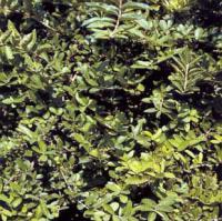 Ligustrum obtusifolium var. regelianum - ptačí zob tupolistý