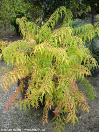 Rhus typhina 'Bailtiger' TIGER EYES® - škumpa