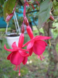 Fuchsia x hybrida 'Marinka' - fuchsie, čílko