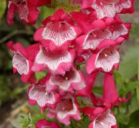 Trvalky: Penstemon - dračík Trvalky: Penstemon - dračík