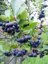 Aronia melanocarpa - temnoplodec (TIP ZC CS)