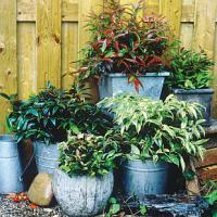 Leucothoe - leukotoe