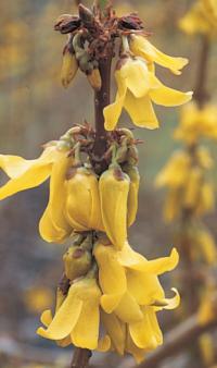 Forsythia giraldiana - zlatice Giraldova (READERS DIGEST VÝBĚR) Forsythia giraldiana - zlatice Giraldova (READERS DIGEST VÝBĚR)