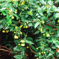 Berberis candidula - dřišťál bělolistý