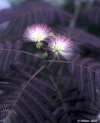 Albizia julibrissin 'Summer Chocolate' ® - kapinice, perská akácie
