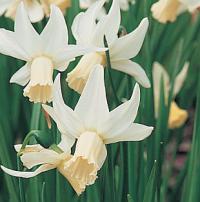 Narcissus 'Dove Wings' - narcis (READERS DIGEST VÝBĚR)