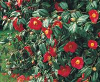 Camellia x williamsii 'Saint Ewe' - kamélie Williamsova (READERS DIGEST VÝBĚR)