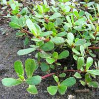 Portulaca oleracea - šrucha zelná (PROVOBIS) Portulaca oleracea - šrucha zelná (PROVOBIS)