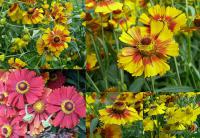 Helenium autumnale - záplevák