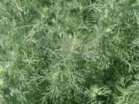 Artemisia santonica - pelyněk