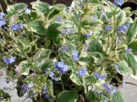 Brunnera macrophylla 'Hadspen Cream' - pomněnkovec