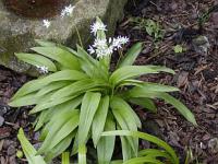 Allium ursinum - česnek medvědí Allium ursinum - česnek medvědí